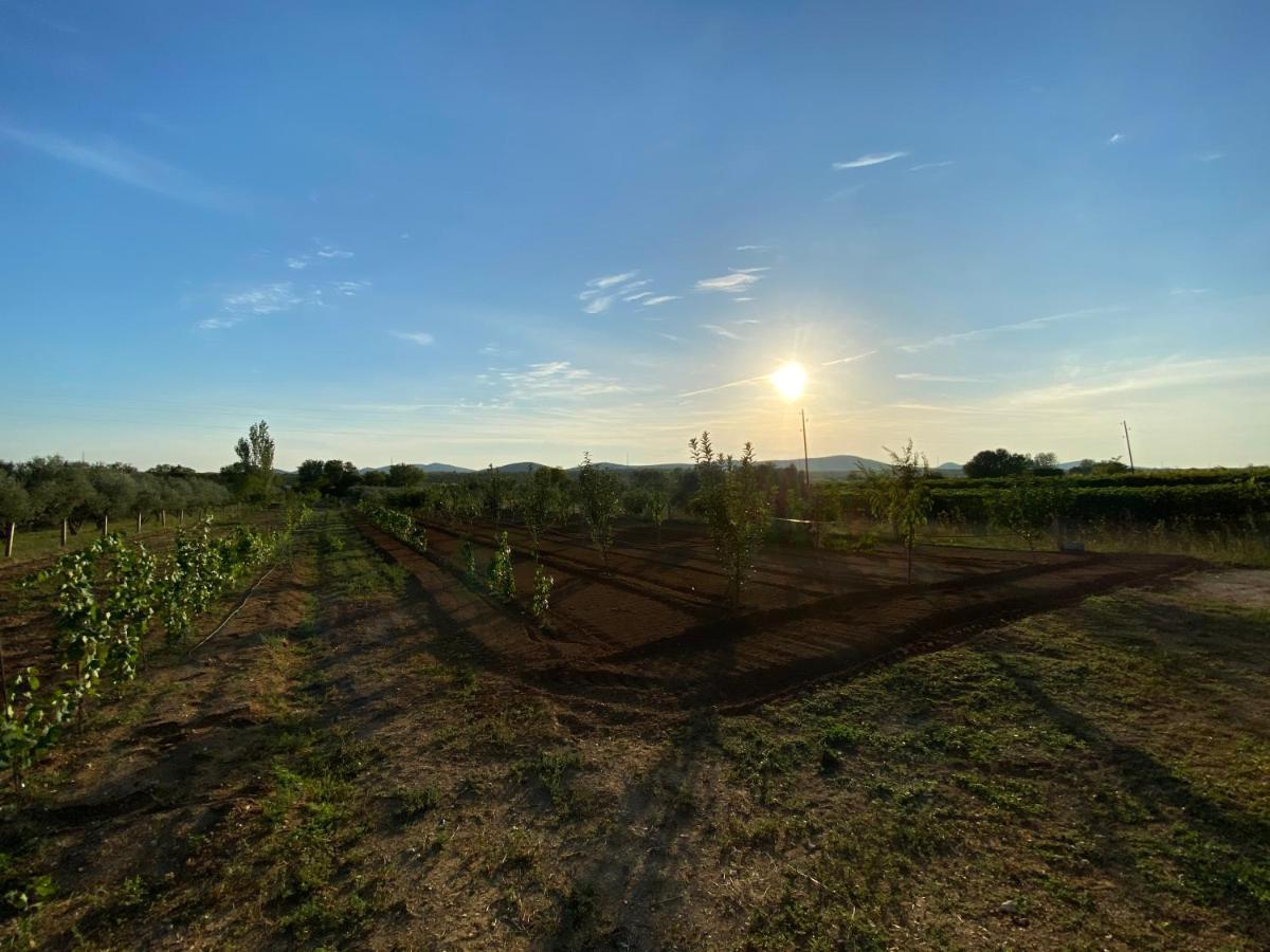 Stone Holiday Homes Stankovci With Pool And Mediterranean Gardens Exterior foto